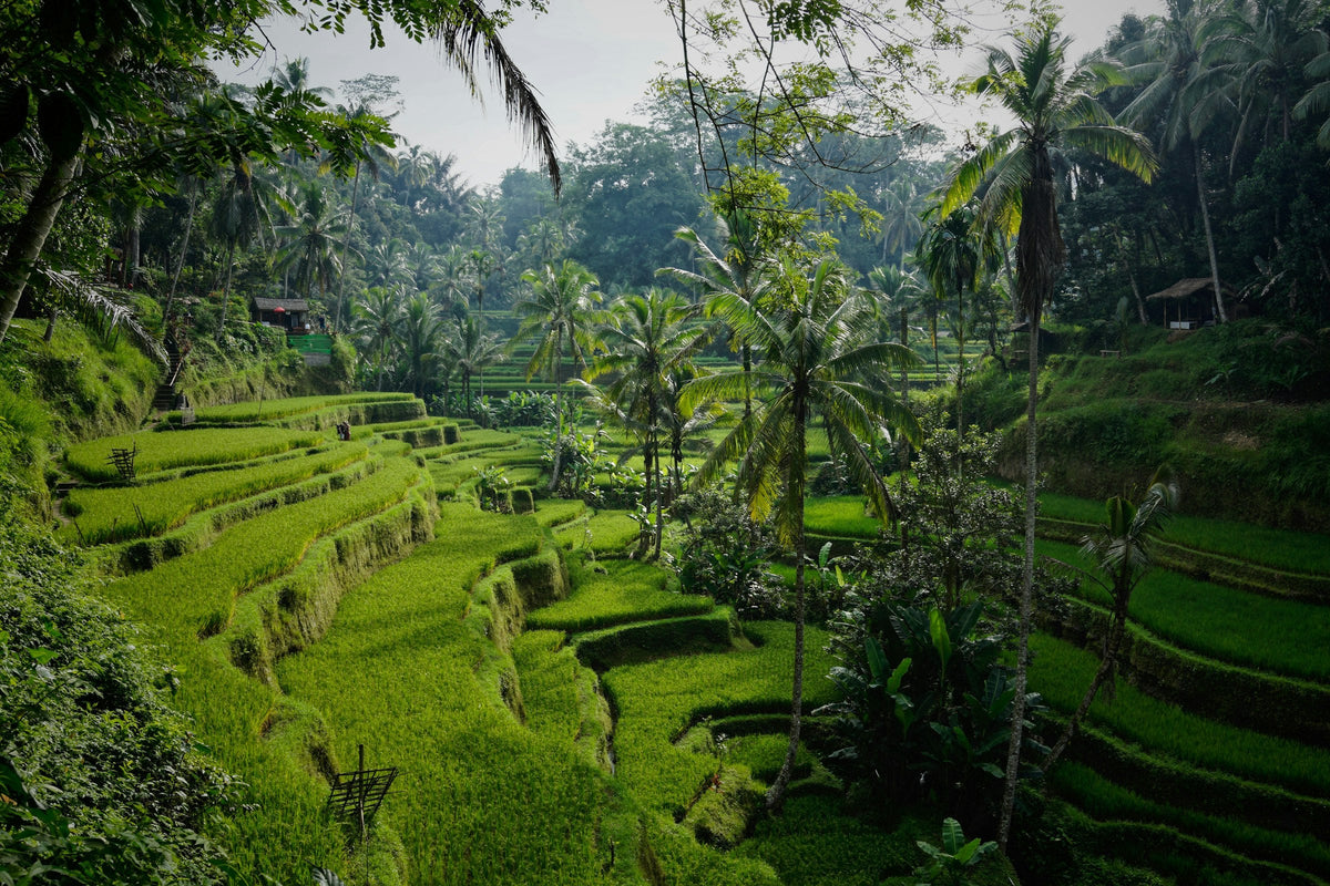 Tegallalang rice terraces and palm trees near Ubud, Bali