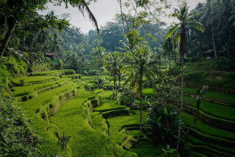 Tegallalang rice terraces and palm trees near Ubud, Bali